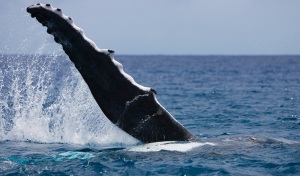 Baleia Jubarte - Rarotonga