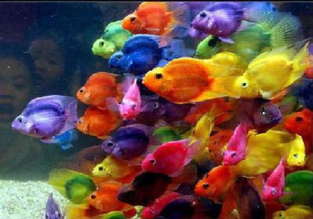peixes-coloridos