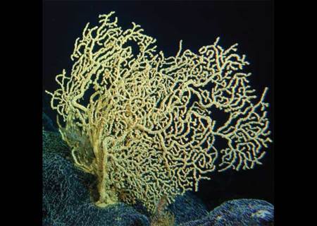 corais-4000anos